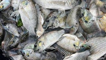 В Таиланде выловлено 1,3 миллиона килограммов инвазивной рыбы - Бизнес-новости Таиланда