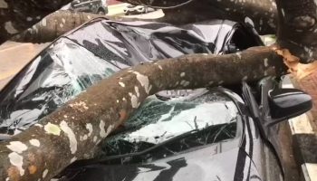 Во время грозы на кондитерскую упало дерево, в результате чего погиб 9-летний мальчик