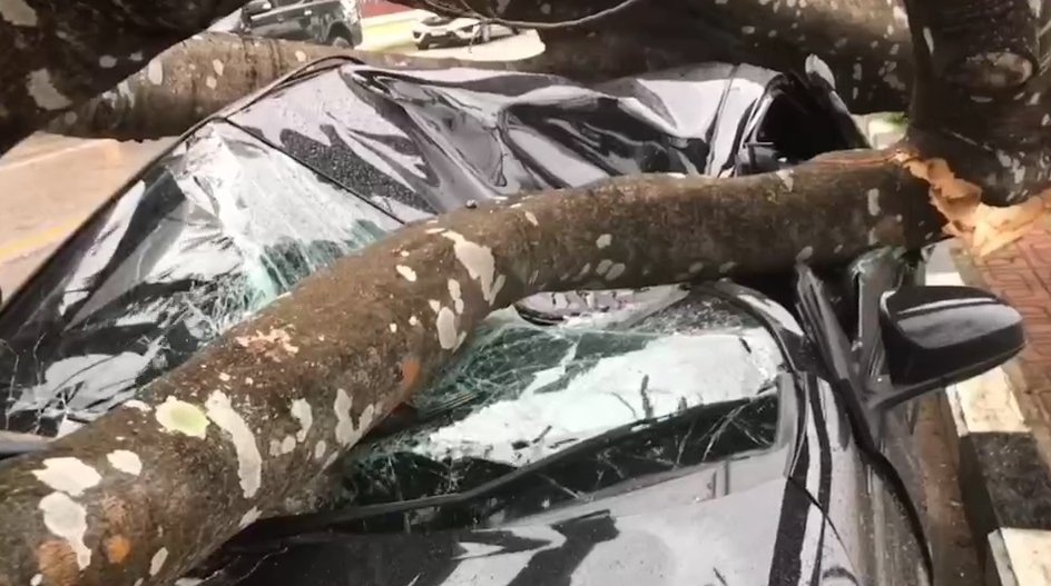 Во время грозы на кондитерскую упало дерево, в результате чего погиб 9-летний мальчик