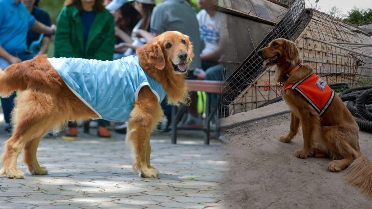 Герой К9, обреченный на смерть, оставляет следы на сердцах таиландцев