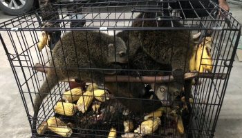 Граждане Таиланда арестованы за контрабанду диких животных из Индонезии