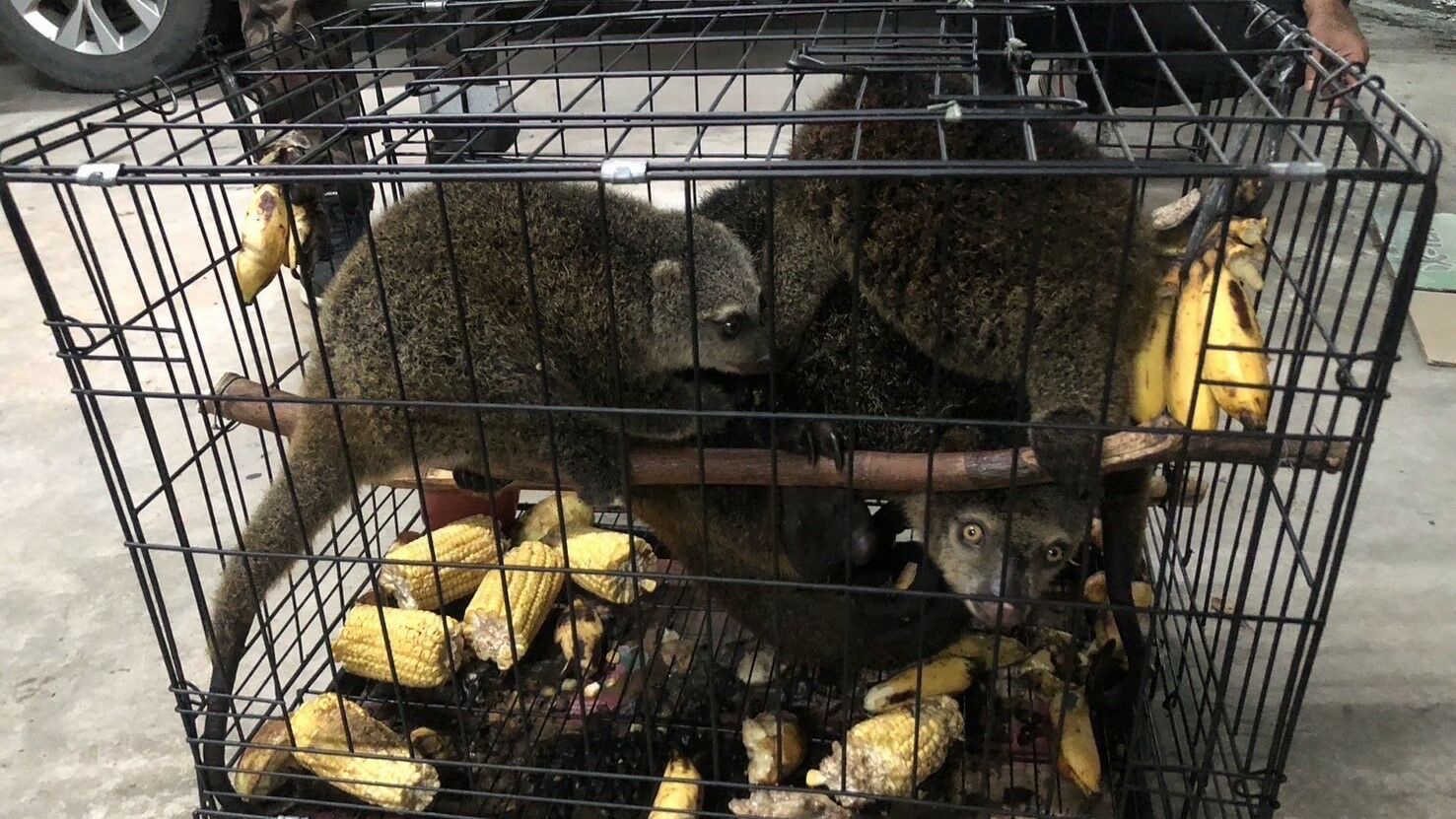 Граждане Таиланда арестованы за контрабанду диких животных из Индонезии