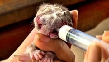 Двуликий котенок в лотерейном безумии Phetchabun sparks