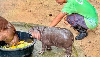 Детеныш карликового бегемота - звезда зоопарка Чонбури