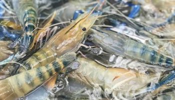 Звезды креветок: Китай одобрил импорт живых тайских гигантских креветок