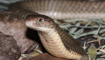 Змеиный прилив: ядовитые гадюки Таиланда выползают в сезон наводнений