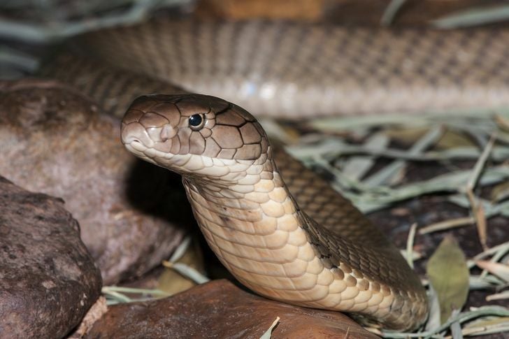 Змеиный прилив: ядовитые гадюки Таиланда выползают в сезон наводнений