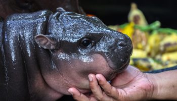 Зоопарк выпустит торговую марку "Бегемот Му Дэн’