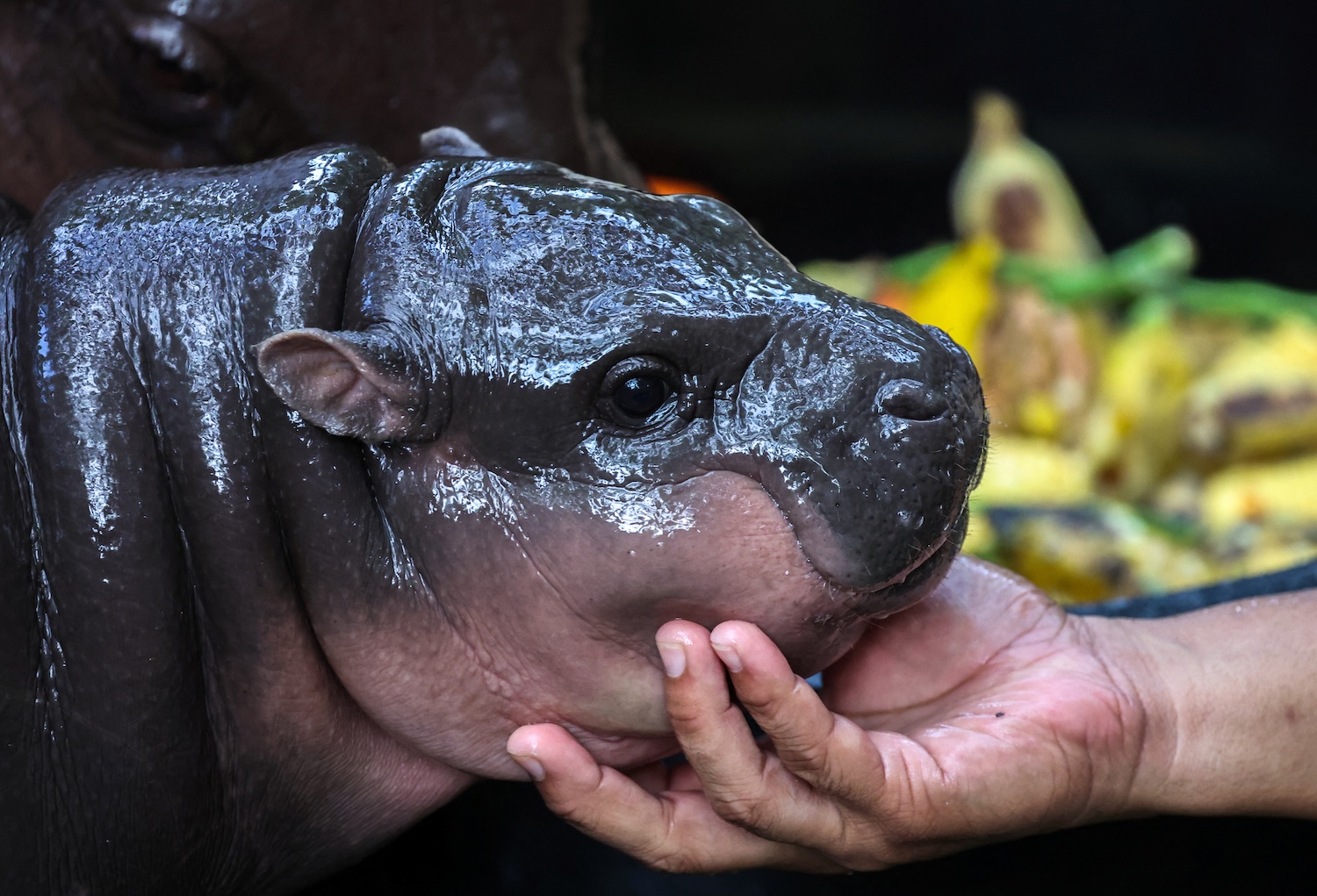 Зоопарк выпустит торговую марку "Бегемот Му Дэн’