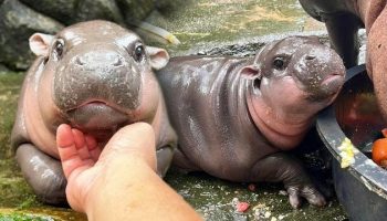 Зоопарк Кхао Кхео зарабатывает 12 миллионов батов благодаря известности Му Дэна в прямом эфире