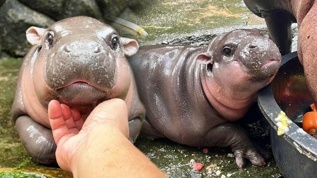 Зоопарк Кхао Кхео зарабатывает 12 миллионов батов благодаря известности Му Дэна в прямом эфире