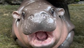 Зоопарк отказывает "Му Денгу" в заключении