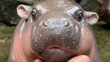 Зоопарк просит фанатов ‘Му Дэнга" вести себя прилично