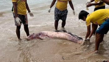 Издохший от голода кит подавился мусором