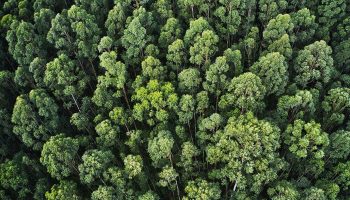 Ключевые цели Национального планирования лесного хозяйства Вьетнама на 2021-2030 годы - Деловые новости Таиланда