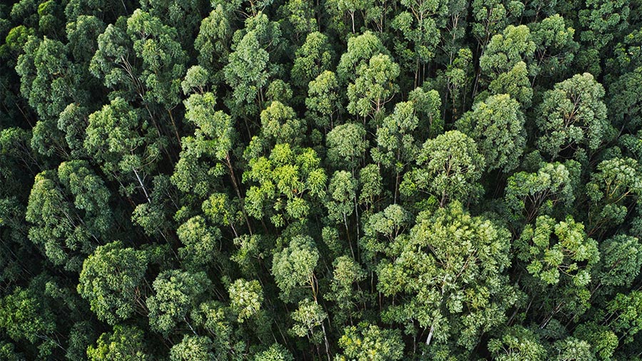 Ключевые цели Национального планирования лесного хозяйства Вьетнама на 2021-2030 годы - Деловые новости Таиланда