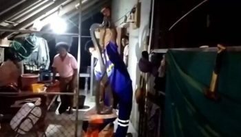 Королевская кобра вызывает хаос: Змея заползает в дом старшеклассника