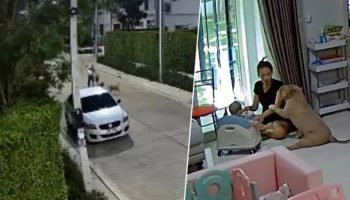 Мать и ребенок чудом избежали нападения двух тайских собак (видео)