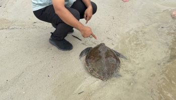 Морскую черепаху обнаружили на пляже в Патонге