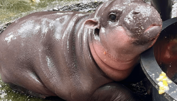 Му Денг в безопасности! - Деловые новости Таиланда