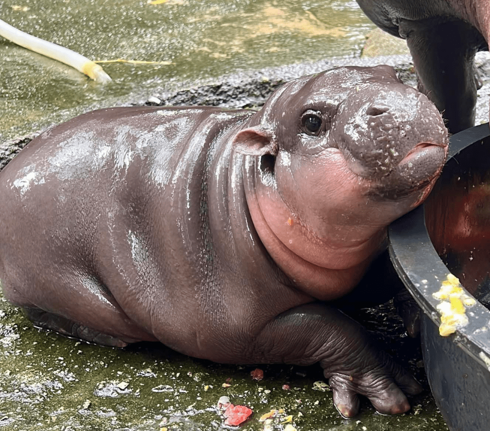 Му Денг в безопасности! - Деловые новости Таиланда