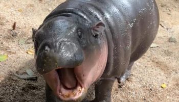 Му Дэн ведет онлайн-трансляцию 24/7 для своих поклонников