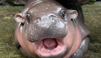 Му Дэн - сенсация мировой прессы