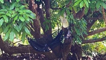 Мужчина был найден в Лонган-орчард после того, как смертельно ранил бывшую жену