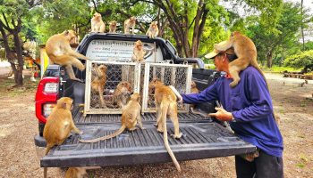 Обезьяны, освобожденные от банды контрабандистов