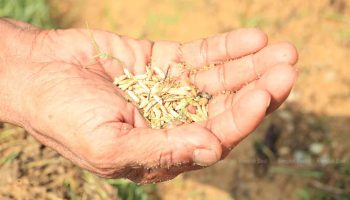 Поднимаем рис на новую высоту