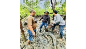 Подозреваемый в торговле наркотиками на Пхукете задержан в укрытии в мангровом лесу