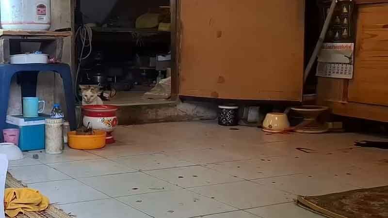 Пожилой монах был зверски убит в помещении храма Сисакет