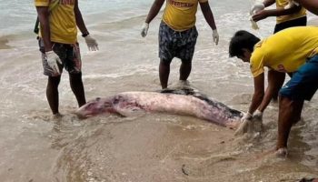 Пхукет: Беременная китиха трагически погибла из-за плавающего мусора