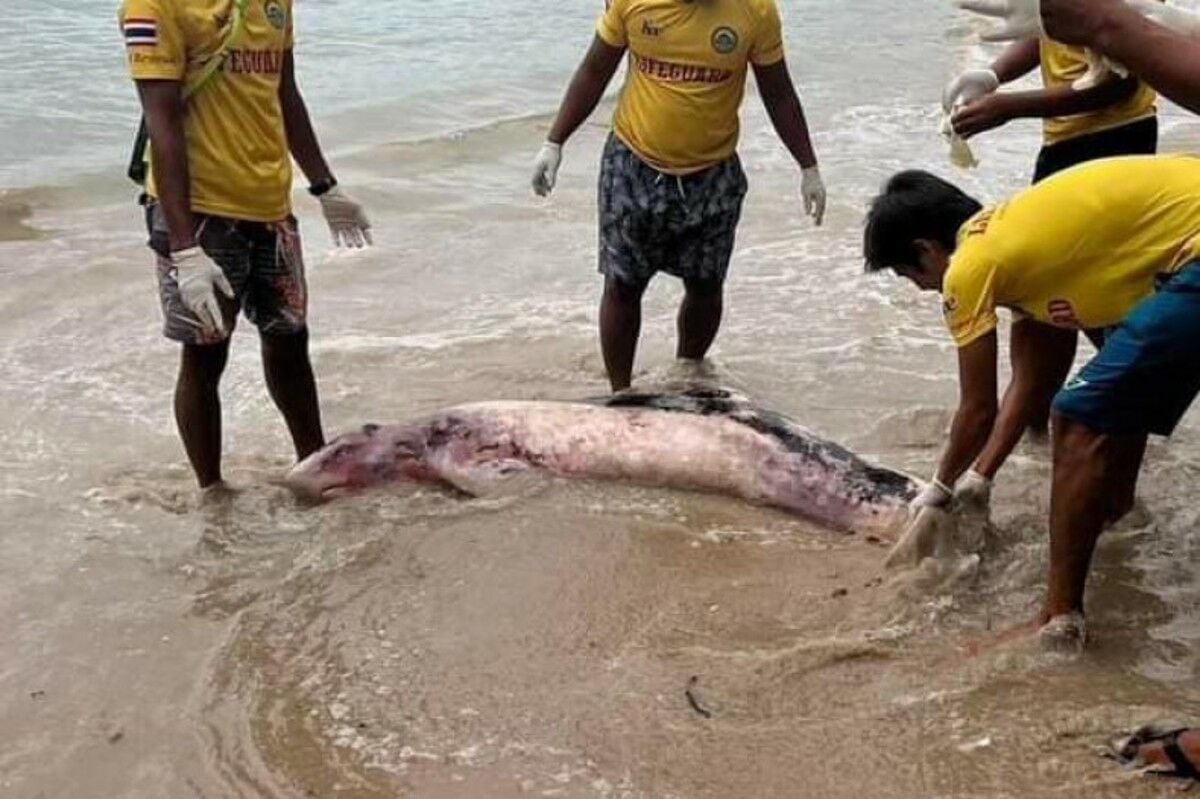 Пхукет: Беременная китиха трагически погибла из-за плавающего мусора