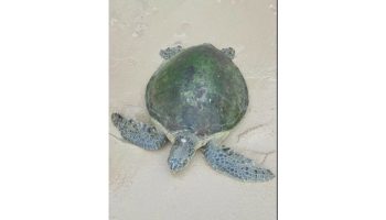 Пхукет: Спасатели спешат спасти черепаху, выброшенную на берег в Таланге