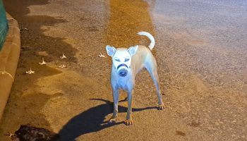 Собаки с заклеенными скотчем ртами в Паттайе вызвали бурную дискуссию