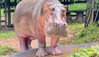 Старейшая бегемотиха Таиланда Мэй Мали отпразднует 59-й день рождения