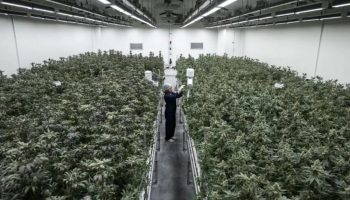 Хаос с каннабисом: правила употребления марихуаны в Таиланде, которые вы не можете себе позволить нарушить