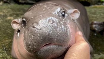 Шеф зоопарка ищет следующего "Му Дэна"