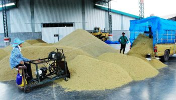 Rice mills group призывает банки смягчить правила кредитования