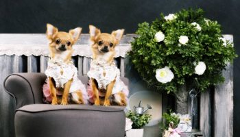 Азиатский рынок домашних животных: тенденции и рост - Бизнес-новости Таиланда