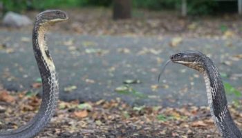 В Таиланде обнаружен новый вид королевской кобры (видео)