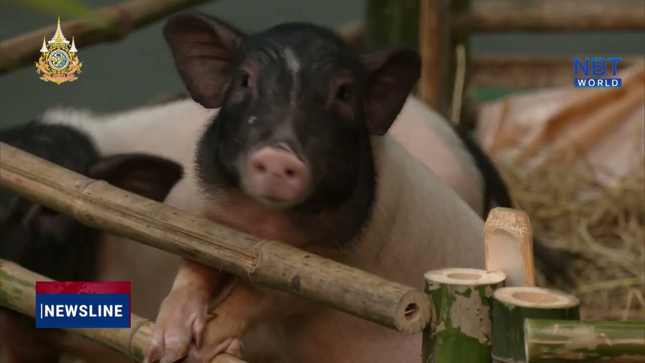 Выставка FARM EXPO 2024 станет крупнейшим в Таиланде мероприятием по сельскому хозяйству в закрытых помещениях - Бизнес-новости Таиланда