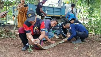 Гигантские змеи вызвали драматическую четырехчасовую спасательную операцию в Восточном Таиланде