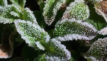 Зима в Таиланде официально начинается во вторник