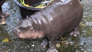 Зоопарк Кхао Кхео посещают более 30 тысяч человек