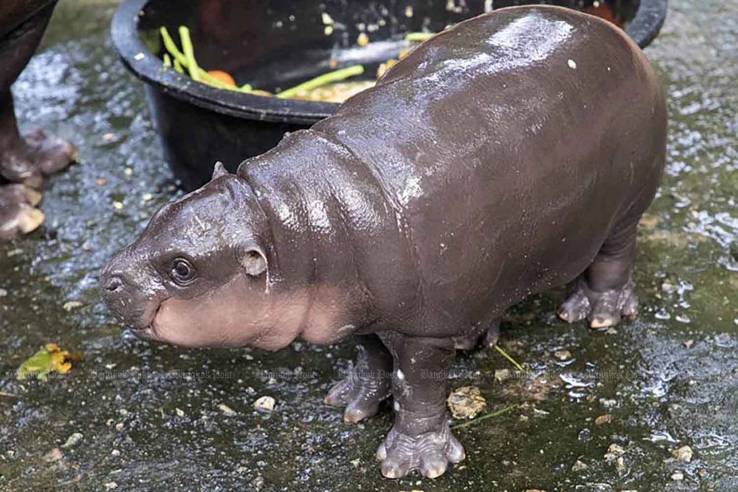 Зоопарк Кхао Кхео посещают более 30 тысяч человек