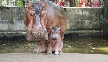 Конкурс на присвоение имени новорожденному бегемоту в Си Са Кет