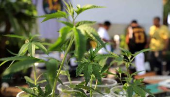 Контроль за каннабисом будет ужесточен