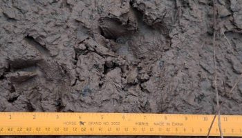 Крокодил-и-трепет: жители плещутся над рекой Пинг, наблюдая за крокодилами